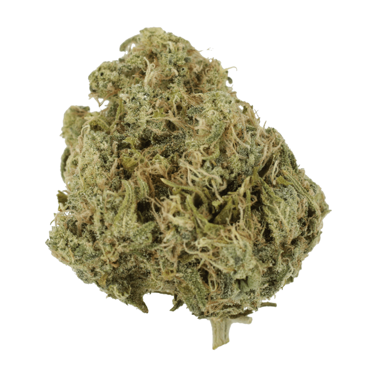 GrassLife - Moby Dick