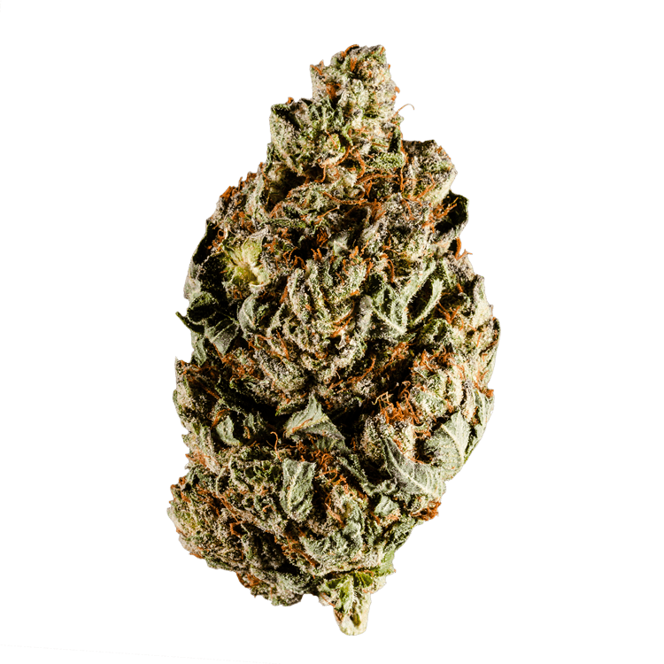 grass-flower-orange_cookies grass-flower-orange_cookies