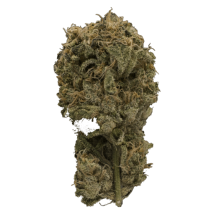 Grass - Ayahnasa Purp