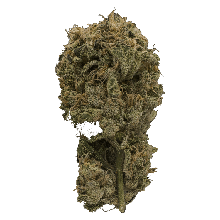 Grass - Ayahnasa Purp Grass - Ayahnasa Purp