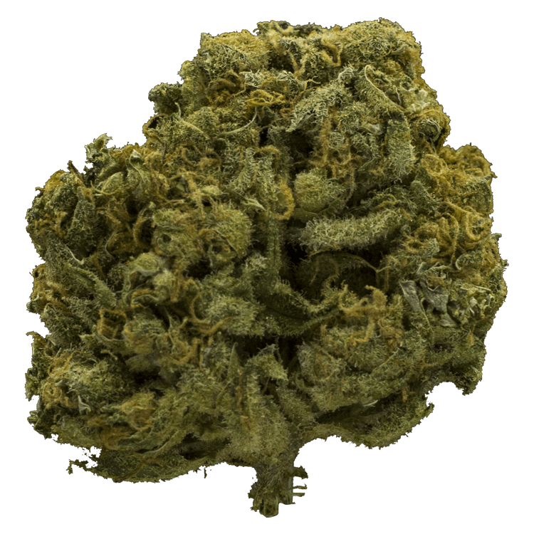 grass-flower-c_webb grass-flower-c_webb