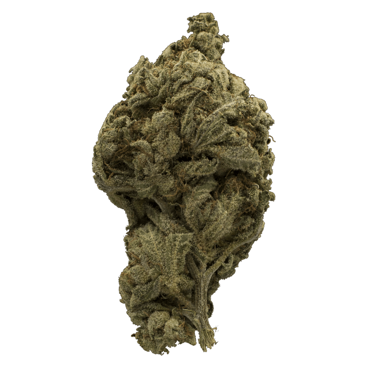 grass-flower-oro_blanca grass-flower-oro_blanca