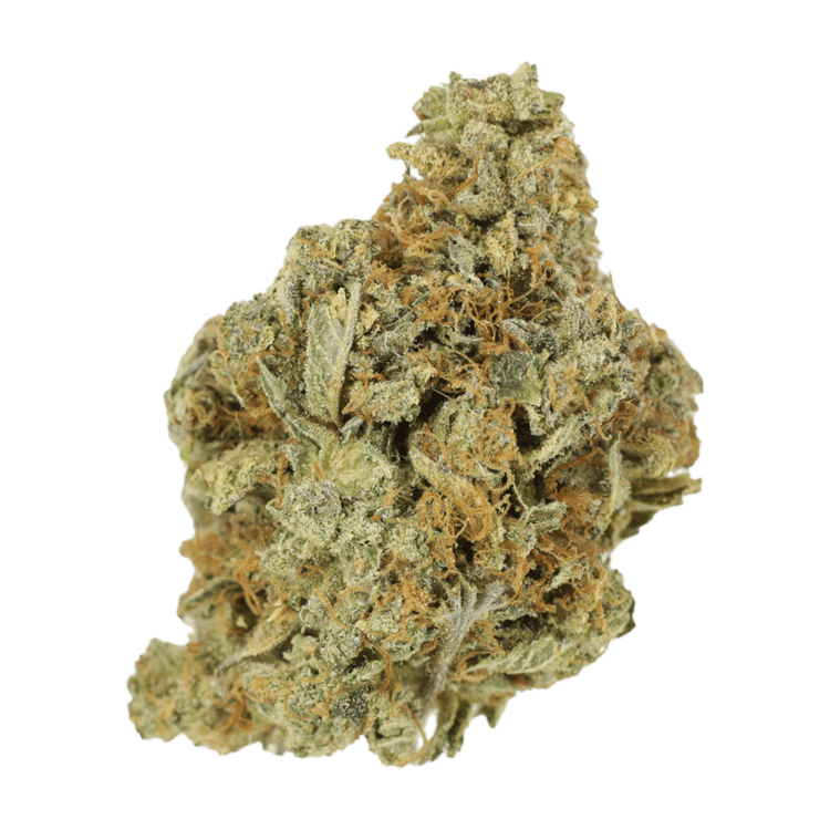 GrassLife Great White Shark