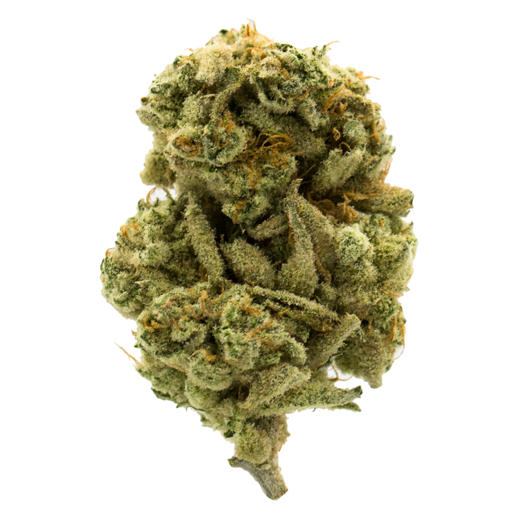 Grass - Sherbet Mango GrassLife - Sherbet Mango