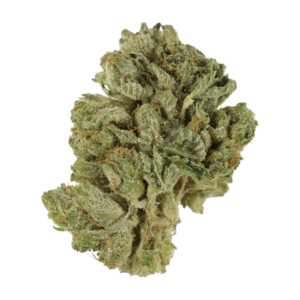 Grass Northern Lights