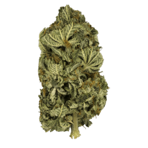 Grass - Sensi Star