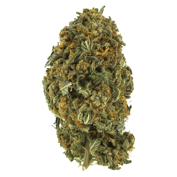 Grass - Night Nurse GrassLife - Night Nurse