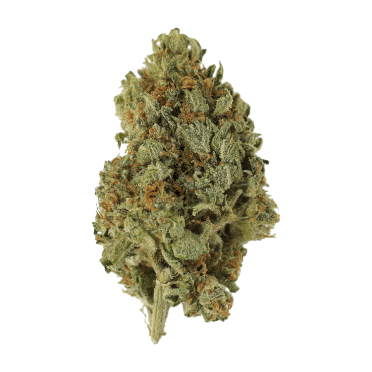 GrassLife - Sugar Cookie