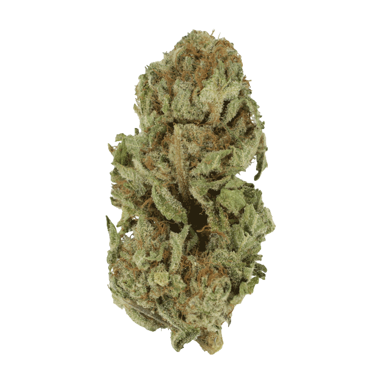 GrassLife - Golden Goat