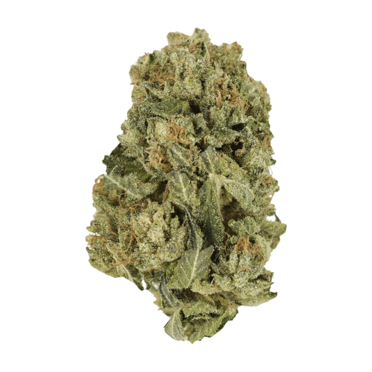 Grass - Black Domina