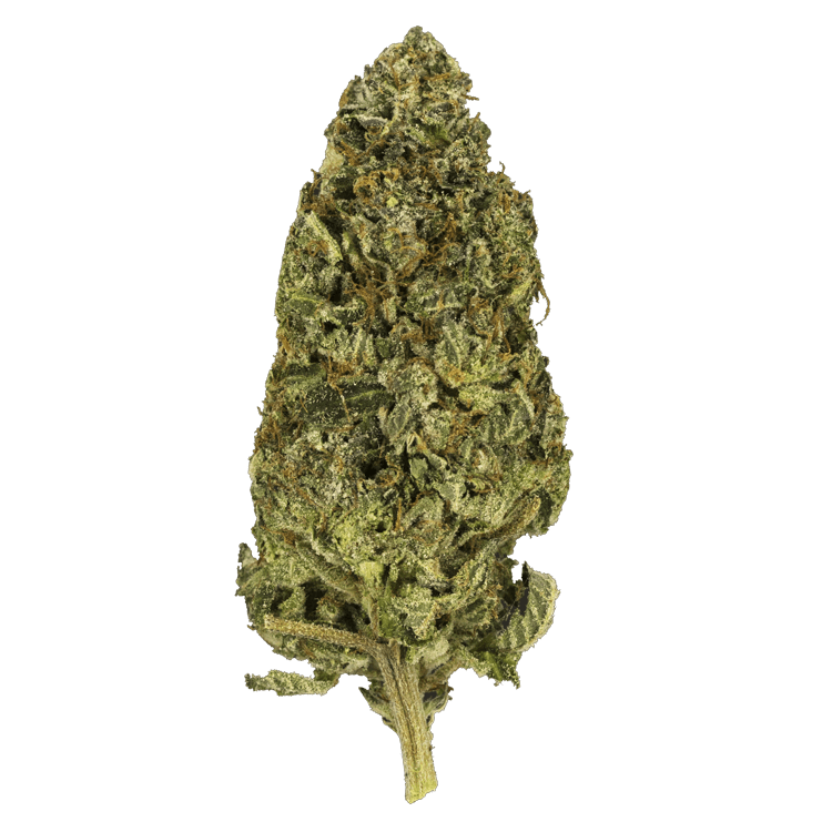 GrassLife - Master Kushu