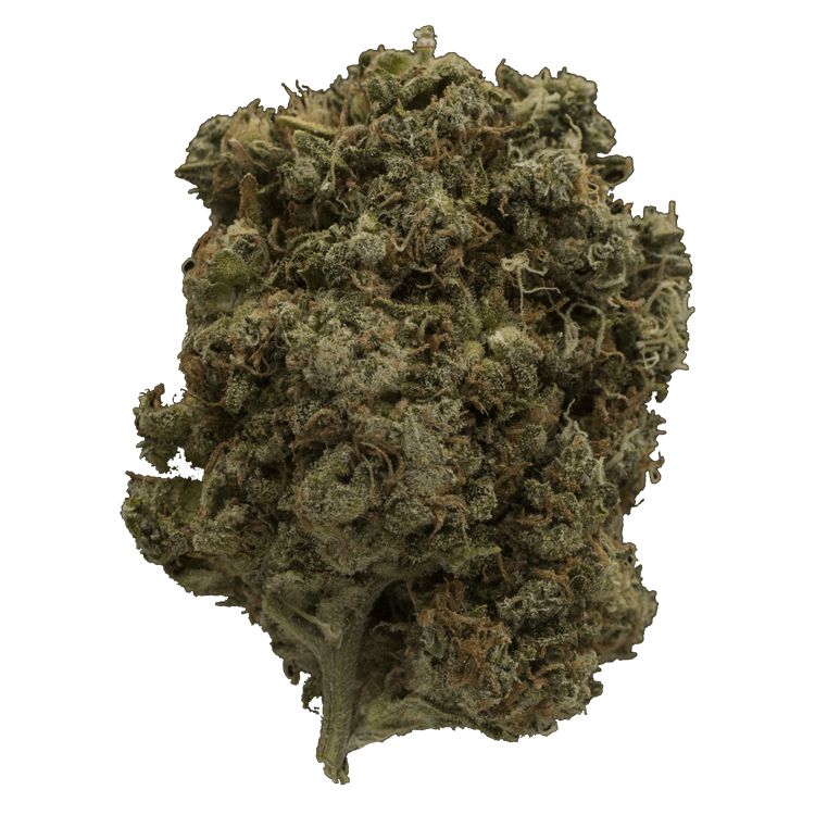 Grass-Dutch GrassLife - Dutch